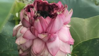 花蓮ページ １２点 蓮の開花数は早くも200を突破 | 蘇山蓮園